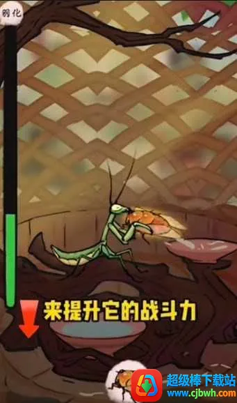 极品螳螂 极品螳螂