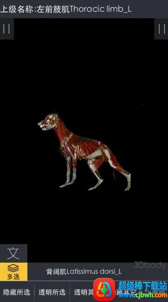 3Dbody宠物2026最新版本 3Dbody宠物2026最新版本